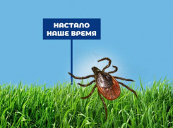 Кровопийца заразил астраханца риккетсиозной лихорадкой