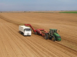 Идем на рекорд: в Астраханской области стали собирать больше картофеля и овощей