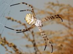 В Астраханской области увеличилось количество ядовитых пауков