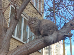 В Астрахань идет похолодание и заморозки