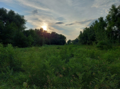 В Астраханской области рассказали удивительное о местных насекомых