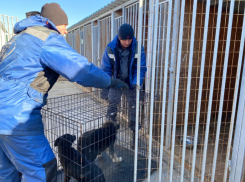 За два месяца на астраханских улицах отловили свыше 1000 собак