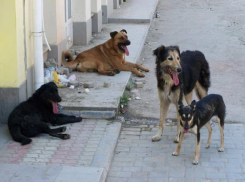 Проект питомника для бездомных животных в Астрахани потерялся 