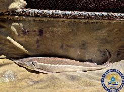 В Астраханской области в природу выпустили сотню взрослых очень редких рыб