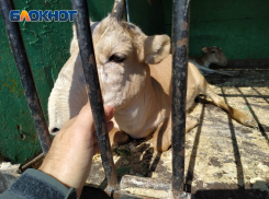 Из передвижного зверинца «Сафари» могут изъять краснокнижных животных