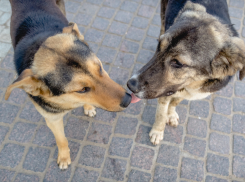 Ветсовет: разводить щенят или не разводить