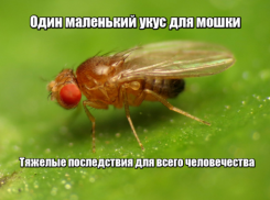 За две недели 15 астраханцев обратились в больницу после укуса мошки