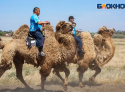 Астраханцам раскрыли программу всероссийского сельского Сабантуя в селе Три Протока