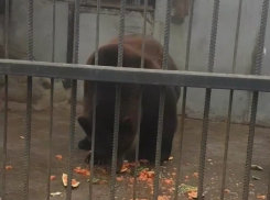 Астраханского медведя не совсем удачно накормили арбузом 