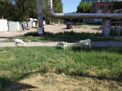 На оживленной улице в Астрахани пасутся козы