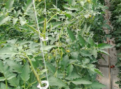 Скоро под Астраханью в крупнейшем комплексе перестанут собирать томаты