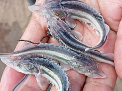 В Астраханской области вырастили рекордное количество очень редких маленьких рыб