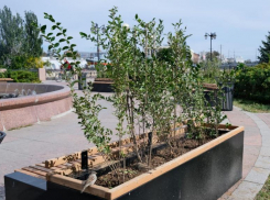 На благоустраиваемой улице Победы в Астрахани появятся «живые изгороди»