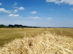 В Астраханской области готовятся к прыгающим вредителям и их наскоку