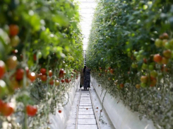 В тепличном комплексе под Астраханью стали собирать больше красных плодов для сети магазинов