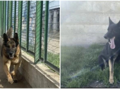 Двум умным собакам-полицейским из Астрахани ищут новую семью