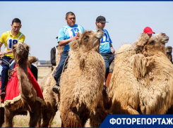 Верблюжьи скачки и национальная борьба: астраханцы отметили Сабантуй