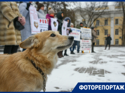 В центре Астрахани прошел митинг зоозащитников