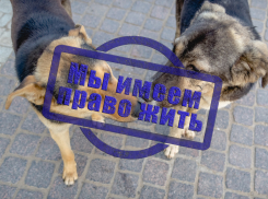 Право имеют или моськи дрожащие: спецпроект Блокнот-Астрахань