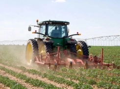 В Астраханской области поля массово засеют картофелем