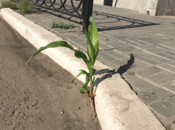 Хрущев был бы доволен. В центре Астрахани из асфальта проросла кукуруза