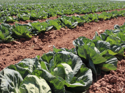 Капусту из Астраханской области будут отправлять в крупные города