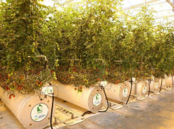 Астраханский комплекс «Кедр» планирует увеличить сбор овощей и расшириться