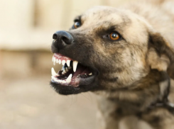 В Советском районе Астрахани стая собак разорвала дворнягу