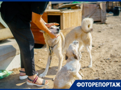 «Собакам ещё тяжелее»: в гостях у «Верного друга»