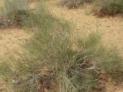 В Астраханской области собирают семена чудо-растения