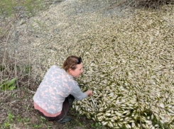 Около 300 тысяч рыб заморили в Астраханской области