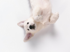 Названы улицы, на которых в Астрахани в августе будут отлавливать собак