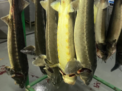 Астраханский суд постановил уничтожить более восьми тонн опасной рыбы