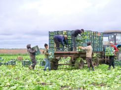 Собранный под Астраханью первый салат отправляют на север и в столицу