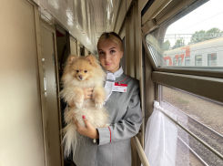 За полгода поездами ПривЖД перевезено более 1,1 тысяч домашних питомцев без сопровождения хозяев 
