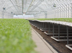 Завод под Астраханью снизит зависимость России от импорта томатной пасты