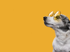 Астраханцы собираются поддержать гуманную эвтаназию бездомных собак