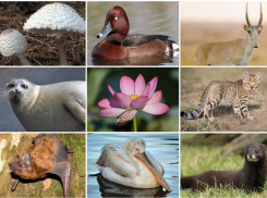 В 2024 году выйдет переиздание Красной книги Астраханской области