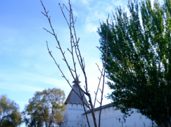 У стен Астраханского кремля высадили деревья, знаменитые своим цветением