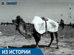 В Астраханской области скачки на верблюдах закончились беспорядками