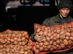 Астраханские производители картофеля не зависят от иностранных поставщиков семян