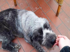 Астраханскую бездомную собаку забрали в Германию