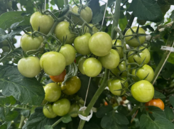 Астраханским дачникам открыли «Зеленые ряды» для продажи овощей и фруктов