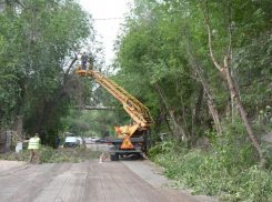 В центре Астрахани спилили деревья