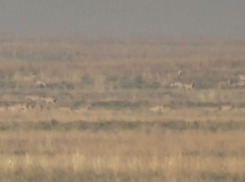 Удивительные кадры с редчайшими животными сняли в Астраханской области