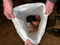 Под Астраханью неудачливый похититель вернулся на место преступления и был задержан полицией