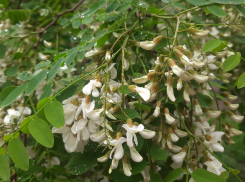 Прогноз погоды, именины, праздники в Астрахани в четверг 4 мая