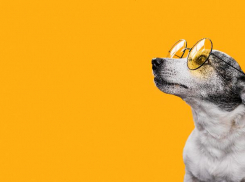 В Астраханской области собаки покусали астраханцев 4834 раза