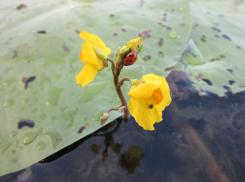 В Астраханской области очень странные и редкие растения ловят рыб и насекомых