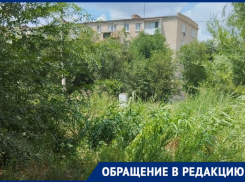 Жители микрорайона АЦКК в Астрахани просят благоустроить территорию, которая зарастает камышом